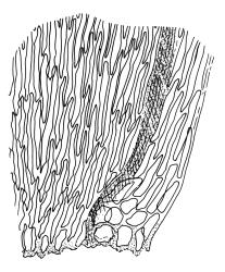 Hampeella alaris, alar cells. Drawn from A.J. Fife 6614, CHR 405723.
 Image: R.C. Wagstaff © Landcare Research 2018 